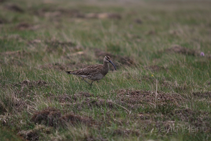 Whimbrel - B.JPG - Whimbrel - Shetland Islands